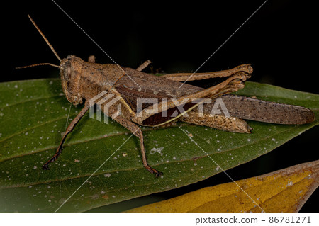 Adult Short-horned Grasshopper Adult Short-horned Grasshopper 86781271