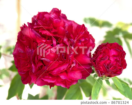 Winter button Winter button 86781324