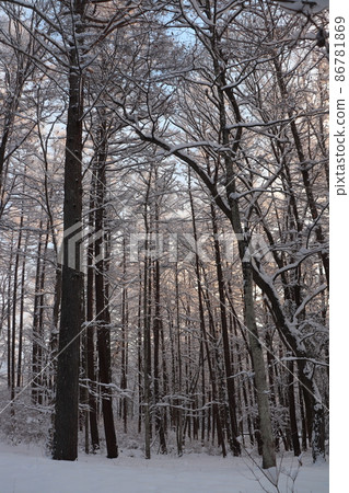 Snow forest morning Snow forest morning 86781869
