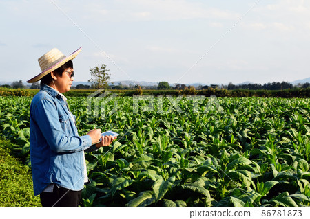 Asian horticulture geneticist is working on local tobacco farm to store data of planting, cultivar development and plant diseases in the afternoon, soft and selective focus. Asian horticulture geneticist is working on local tobacco farm to store data of planting, cultivar development and plant diseases in the afternoon, soft and selective focus. 86781873