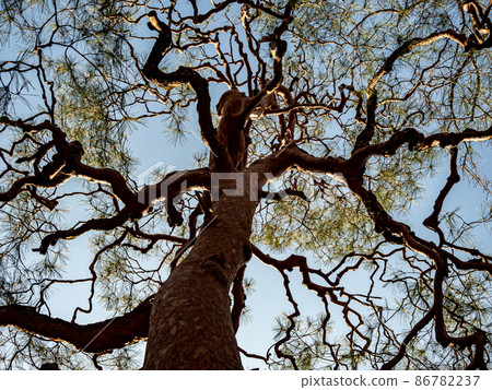 從下面向上看的強大的松樹 86782237