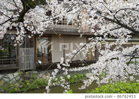 春天祗園白川 86782453