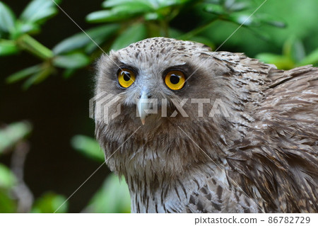 Blakiston's Fish Owl, an endangered species that lives in the forests of the eastern part of Hokkaido, such as Shiretoko, is the world's largest natural monument. 86782729