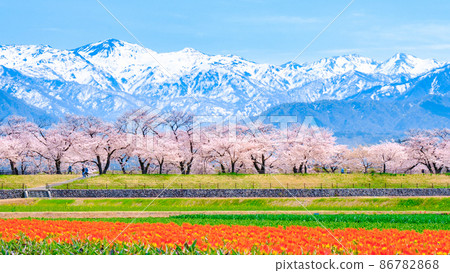 Asahi Funakawa (Spring) 86782868