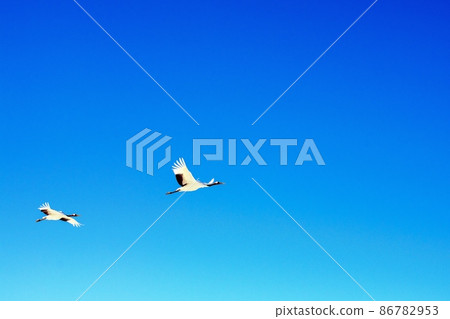 Red-crowned crane taking off on a cold morning 86782953