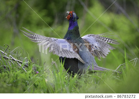 在稻田和田野中發現的一種熟悉的野鳥，野雞，日本的國鳥 86783272