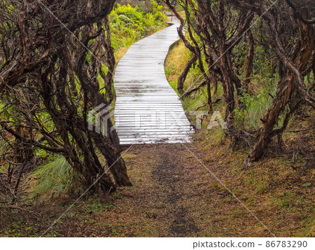 Wet boardwalk - Princetown Wet boardwalk - Princetown 86783290