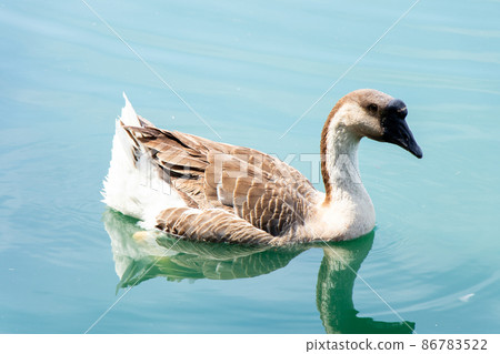Brown white color goose swimming in lake background Brown white color goose swimming in lake background 86783522