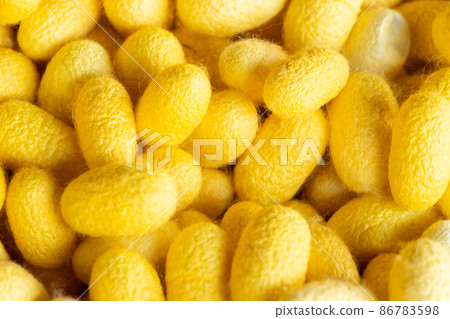 Group of silkworm in yellow cocoon stage background 86783598
