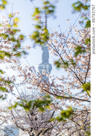 從櫻花盛開的墨田公園看到的“東京”東京晴空塔 86783767