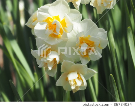 水仙 86784024