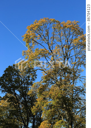 Autumn pattern of trees on the background of the blue skyl. High quality photo Autumn pattern of trees on the background of the blue skyl. High quality photo 86784123
