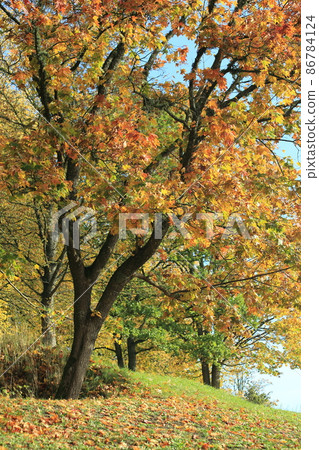 Golden autumn in Europe. golden maple. High quality photo 86784124