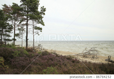 Pine trees, flowering heather, a dry pine tree lying on the beach of the Baltic sea, Kolca, Latvia. High quality photo 86784232