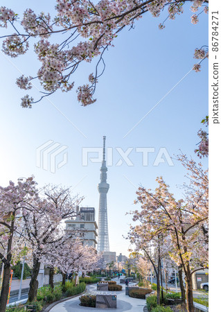 從櫻花盛開的山谷堀公園看到的“東京”東京晴空塔 86784271
