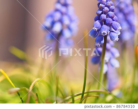 穆斯卡里花了 86784310