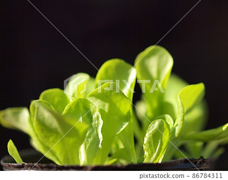 Black background with the image of soft salada Black background with the image of soft salada 86784311