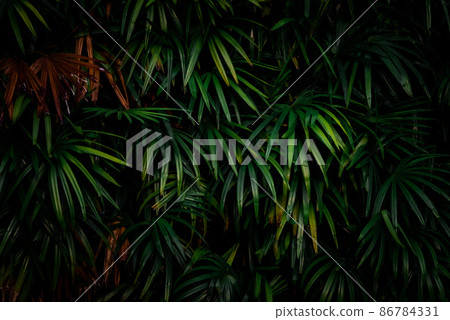 Leaves in the forest Beautiful nature background of vertical garden with tropical green leaf Leaves in the forest Beautiful nature background of vertical garden with tropical green leaf 86784331