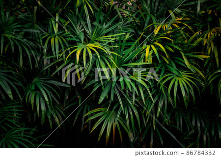 Leaves in the forest Beautiful nature background of vertical garden with tropical green leaf Leaves in the forest Beautiful nature background of vertical garden with tropical green leaf 86784332