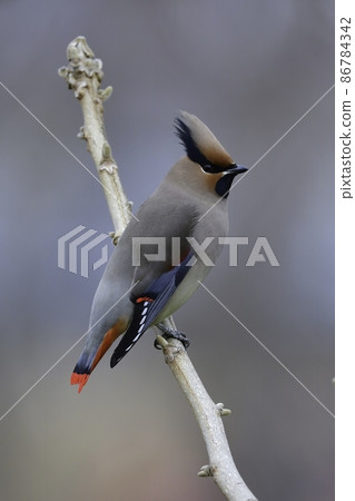 A small bird, Japanese waxwing, with beautiful red feathers that can be seen in groups in parks from winter to early spring. A small bird, Japanese waxwing, with beautiful red feathers that can be seen in groups in parks from winter to early spring. 86784342