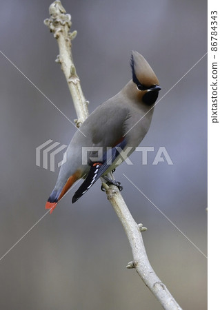 A small bird, Japanese waxwing, with beautiful red feathers that can be seen in groups in parks from winter to early spring. A small bird, Japanese waxwing, with beautiful red feathers that can be seen in groups in parks from winter to early spring. 86784343