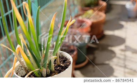 讓我們在菜園九條大蔥種植蔬菜吧 讓我們在菜園九條大蔥種植蔬菜吧 86784541