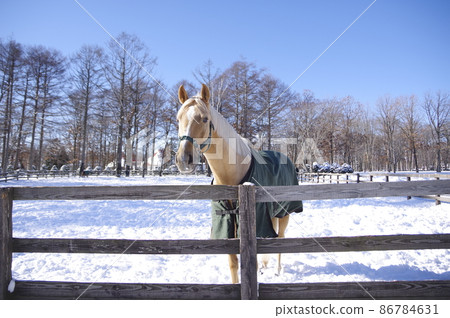 雪景白馬純種 雪景白馬純種 86784631