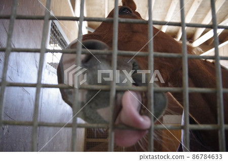 Close up on horses 86784633