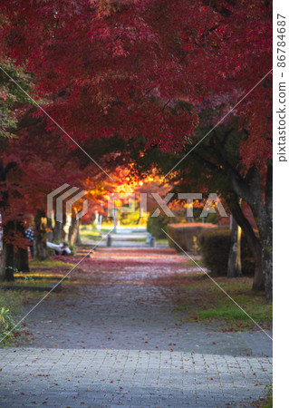 Autumn leaves dyed in bright red and the promenade of Karuizawa 86784687