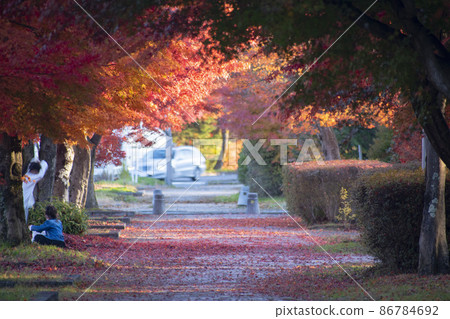 Autumn leaves dyed in bright red and the promenade of Karuizawa 86784692
