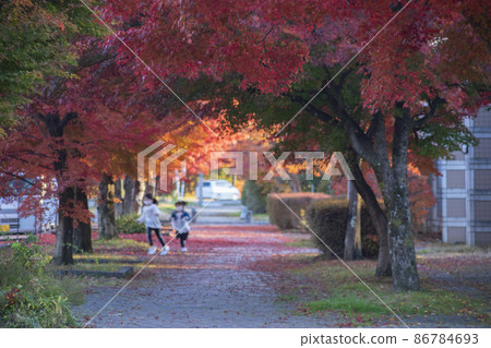 Autumn leaves dyed in bright red and the promenade of Karuizawa 86784693