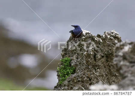藍畫眉，一種熟悉的小鳥，紅藍相間，從沖繩海岸到市中心和橫濱市都可以看到 86784787