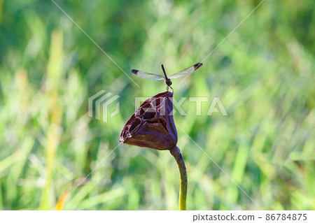 The Orthetrum albisum is parked in the fruit of the Hass. 86784875