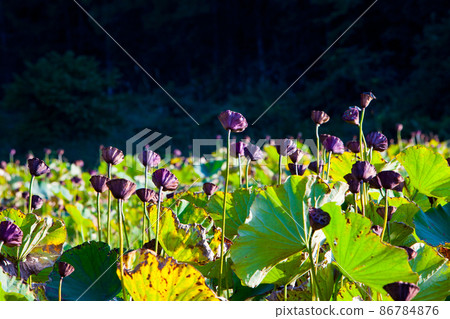 It is a landscape where you can see lots of lotus seeds. You can see the Shiokaratombo in the distant view. 86784876
