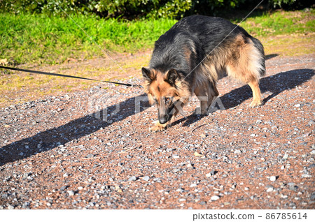 大型犬牧羊人 86785614