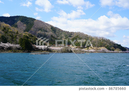 Kaizu Osaki Sakura Shiga Prefecture Kaizu Osaki Sakura Shiga Prefecture 86785660