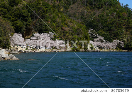 Kaizu Osaki Sakura Shiga Prefecture 86785679