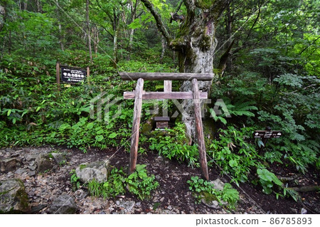 Early morning Ichinosawa mountain trail: The mountain trail leading to Mt. Jonen and the torii gate of the mountain god Early morning Ichinosawa mountain trail: The mountain trail leading to Mt. Jonen and the torii gate of the mountain god 86785893