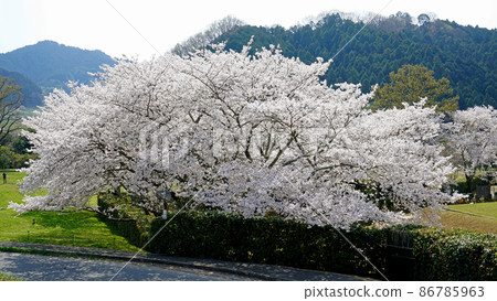 Asuka Ishibutai Sakura Asuka Ishibutai Sakura 86785963