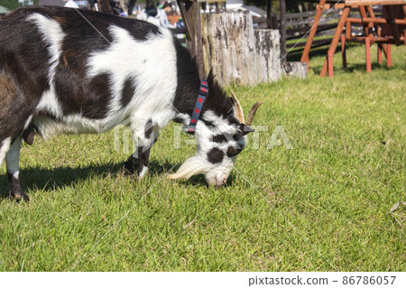 Animals that live with nobinobi on the ranch Animals that live with nobinobi on the ranch 86786057