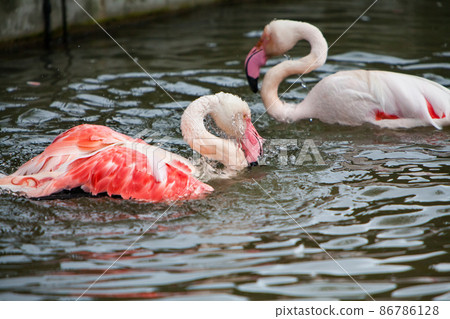 火烈鳥在水中玩耍。它是紅色和白色的陰影。阿薩動物園 火烈鳥在水中玩耍。它是紅色和白色的陰影。阿薩動物園 86786128