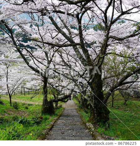 佛龍寺櫻花 佛龍寺櫻花 86786225