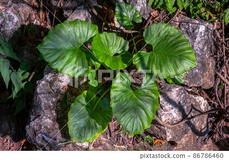 Colocasia esculenta Plant green leaf on stone at the path up the mountain. Colocasia esculenta Plant green leaf on stone at the path up the mountain. 86786460