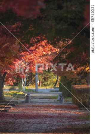 鮮紅的紅葉和輕井澤的長廊 鮮紅的紅葉和輕井澤的長廊 86786535