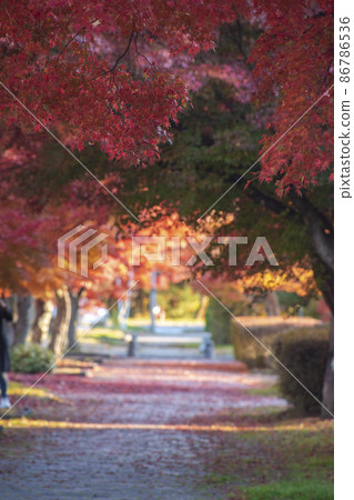 Autumn leaves dyed in bright red and the promenade of Karuizawa 86786536