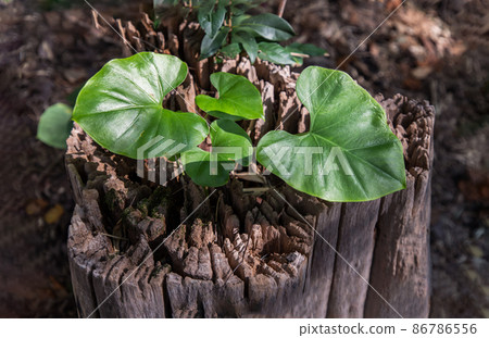 Colocasia esculenta Plant green leaf on the stumps at the path up the mountain. Colocasia esculenta Plant green leaf on the stumps at the path up the mountain. 86786556