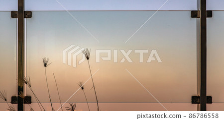 Pampas grass plumes grows on the floor outside of glass balcony with sky background. Pampas grass plumes grows on the floor outside of glass balcony with sky background. 86786558
