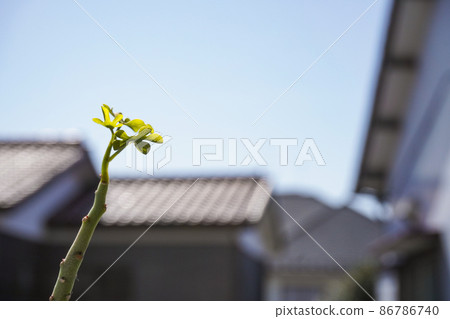 [球根植物] 早春發芽的蒲公英 86786740