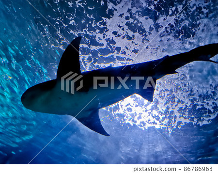 White grey big shark swim in the deep blue sea look up from below 86786963