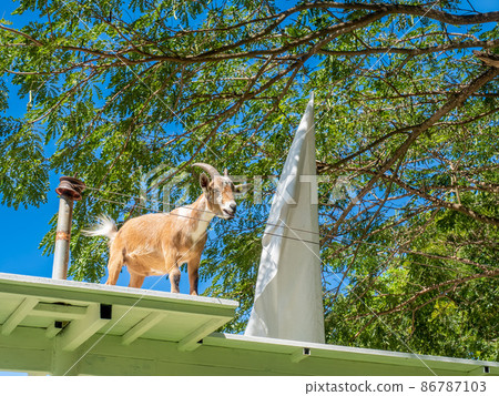Funny goat walk on roof top in farm under clear blue sky in summer 86787103